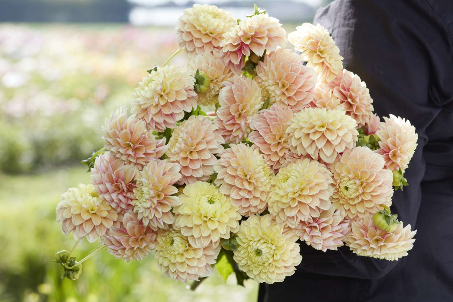 Dahlie 'Sweet Suzanne'